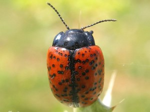 COLEOTTERI NEL FORUM - Chrysomelidae: Gen. Chrysolina